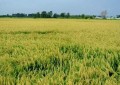 “互联网+农业”，稻德粳香米平台推动农业全产业链升级